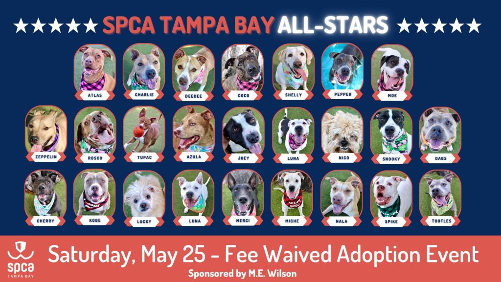 The 25 'All-Star' dogs available for no charge adoptions May 25, 2024. (Photo: SPCA Pinellas)