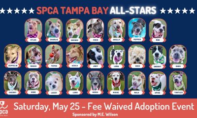 The 25 'All-Star' dogs available for no charge adoptions May 25, 2024. (Photo: SPCA Pinellas)